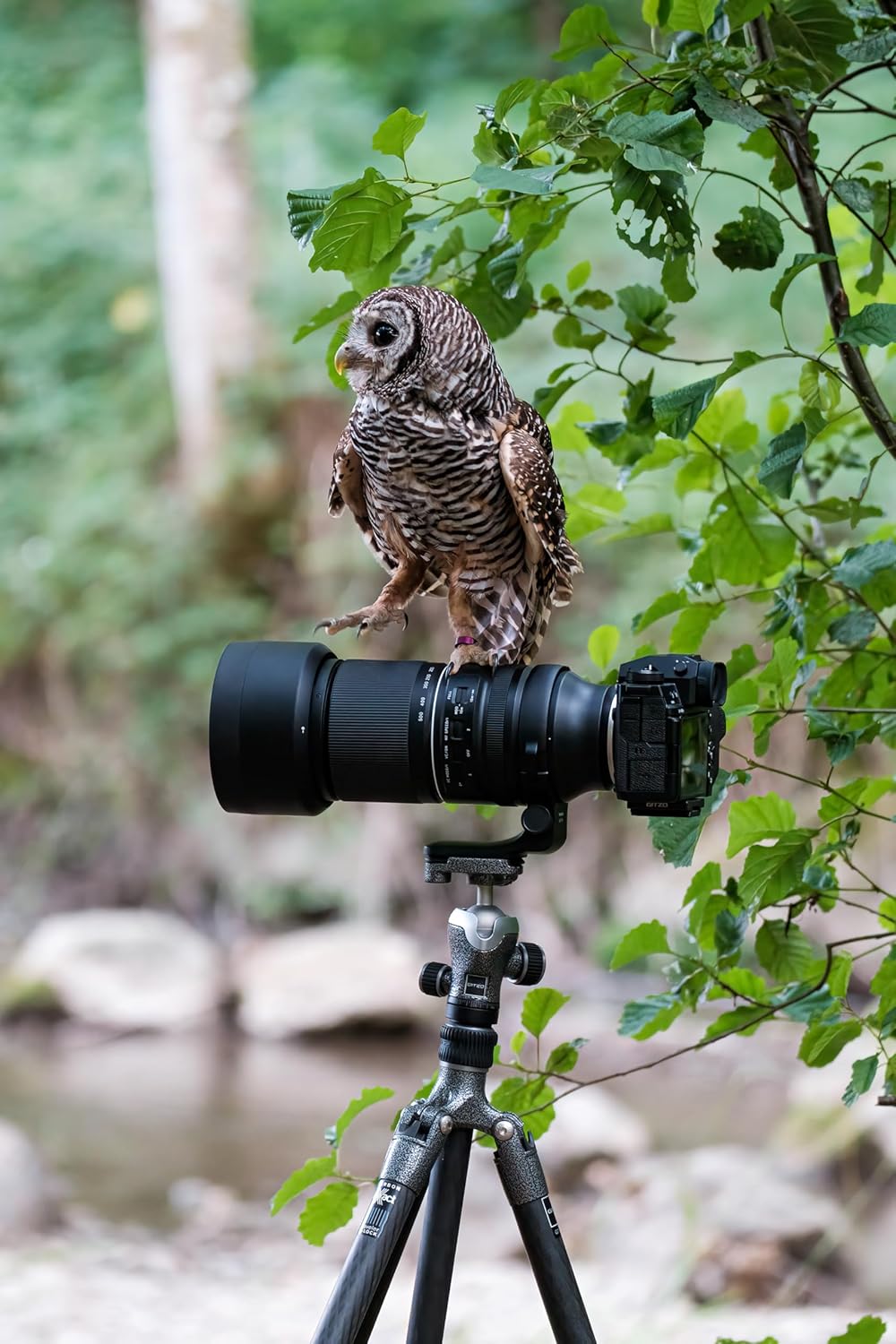 Tamron - 150-500mm F/5-6.7 Di III VC VXD - Fuji-A057X